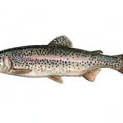janisKur