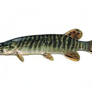 gaca123